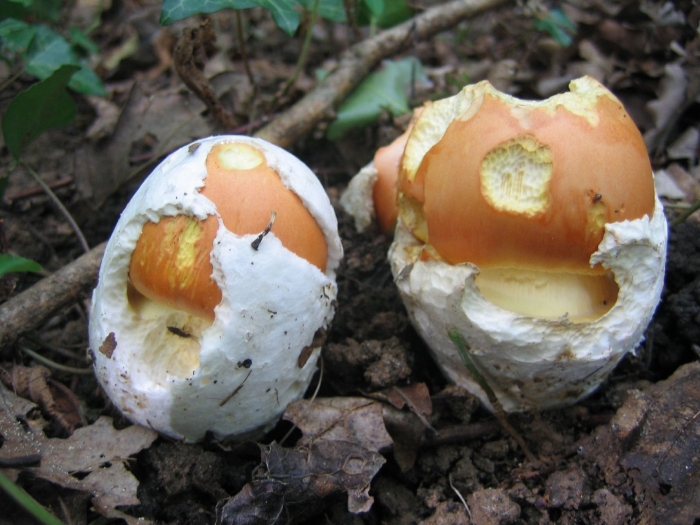 Мухомор цезарский