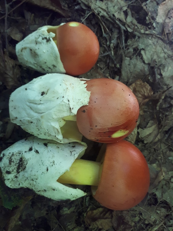 Цезарский гриб дальневосточный