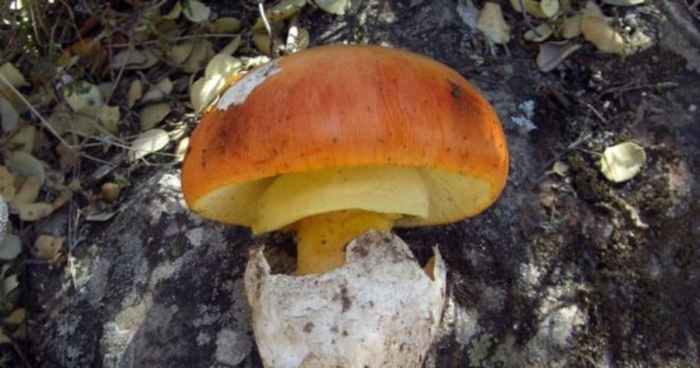 Amanita caesarea