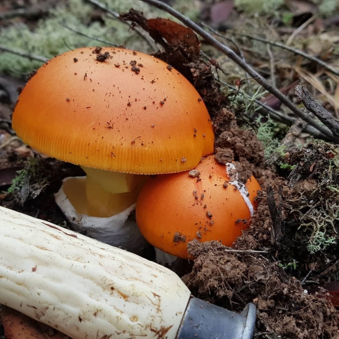 Цезарский гриб amanita caesarea