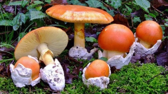 Цезарский гриб (мухомор цезаря)