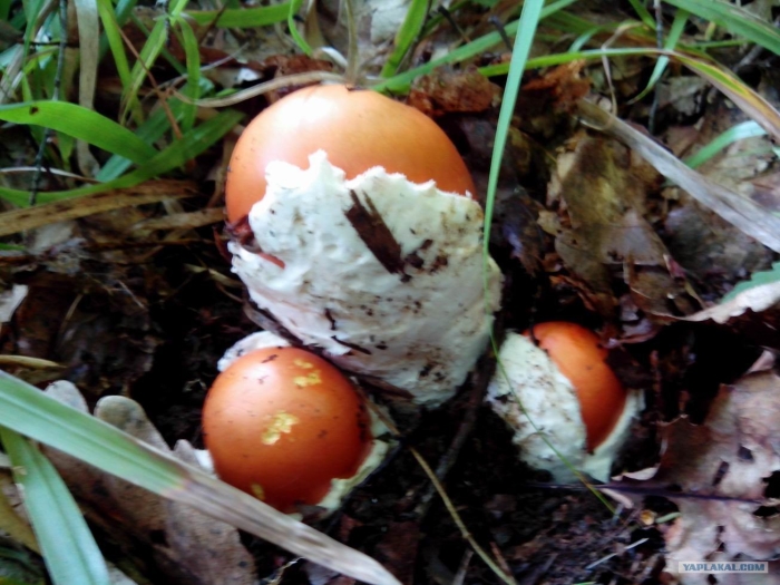 Цезарский гриб дальневосточный