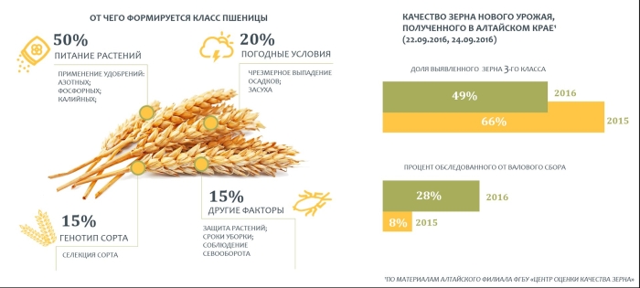 Колоски пшеницы