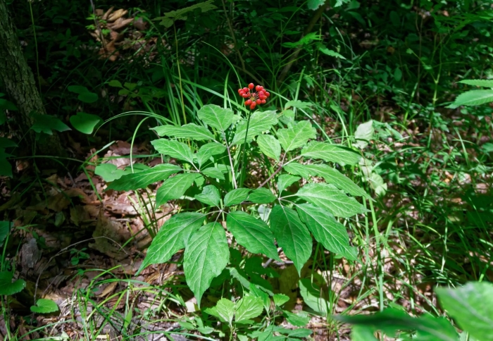 Уссурийская тайга женьшень