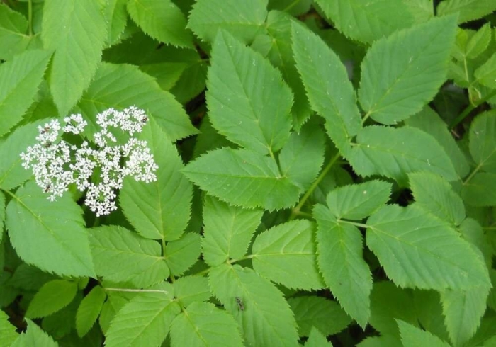 Сныть обыкновенная