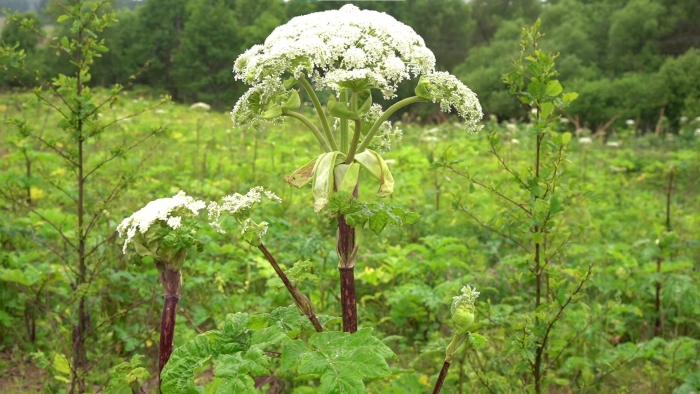 Борщевик ядовитое растение