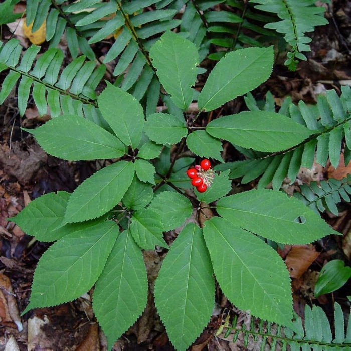 Женьшень дальний восток
