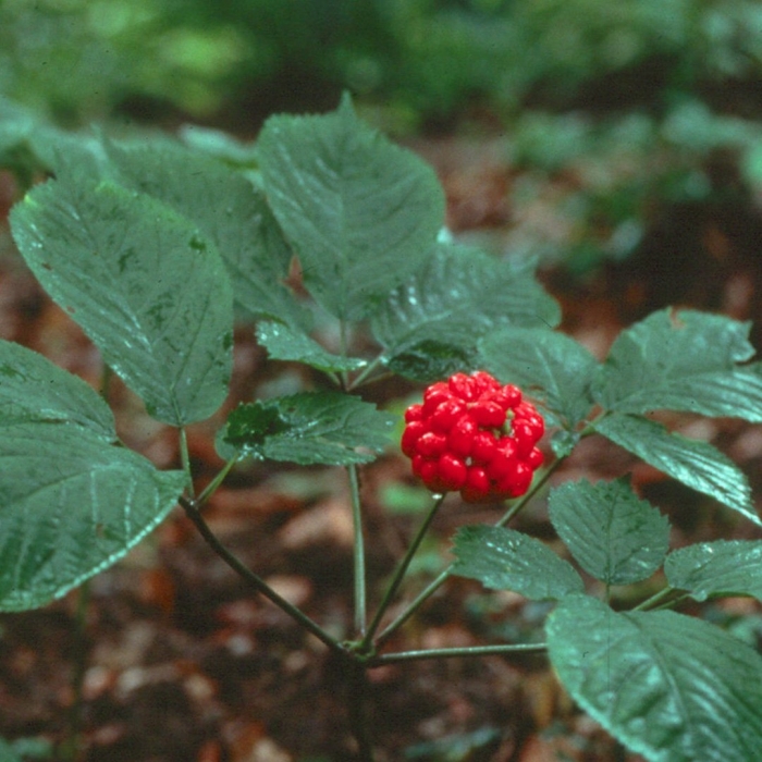 Panax женьшень