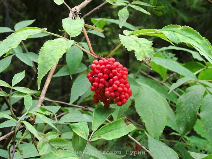 Бузина ядовитая ягода