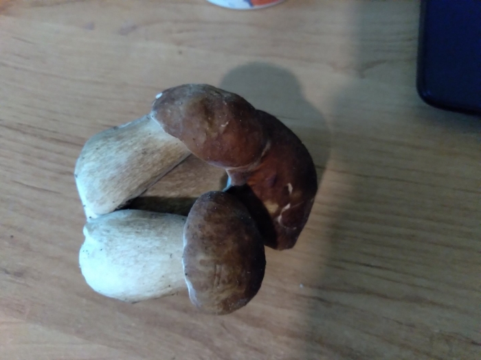 Грибы белый гриб