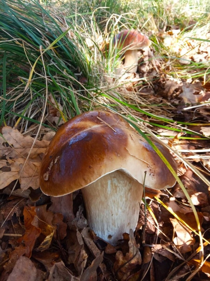 Белый гриб дубовый