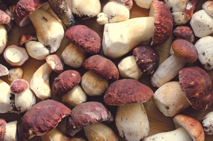 Грибы белый гриб