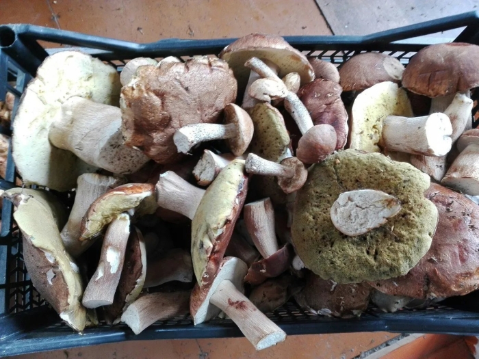 Белый гриб после жарки