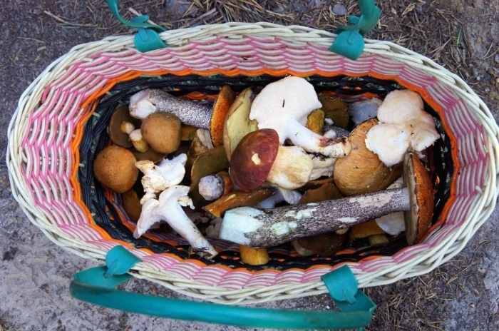 Первые грибы после зимы