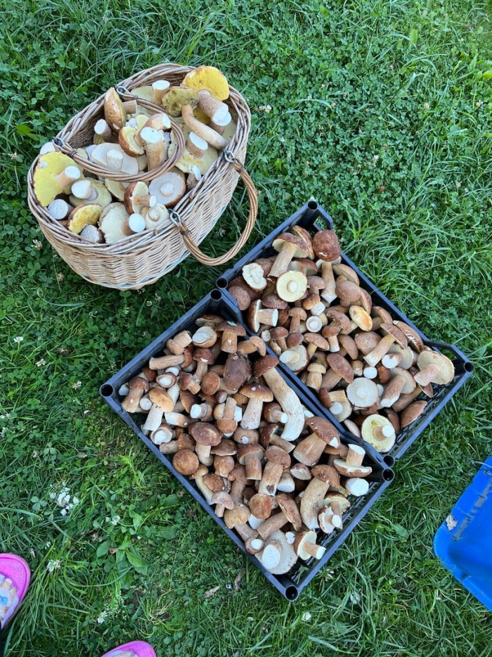 Грибной сезон