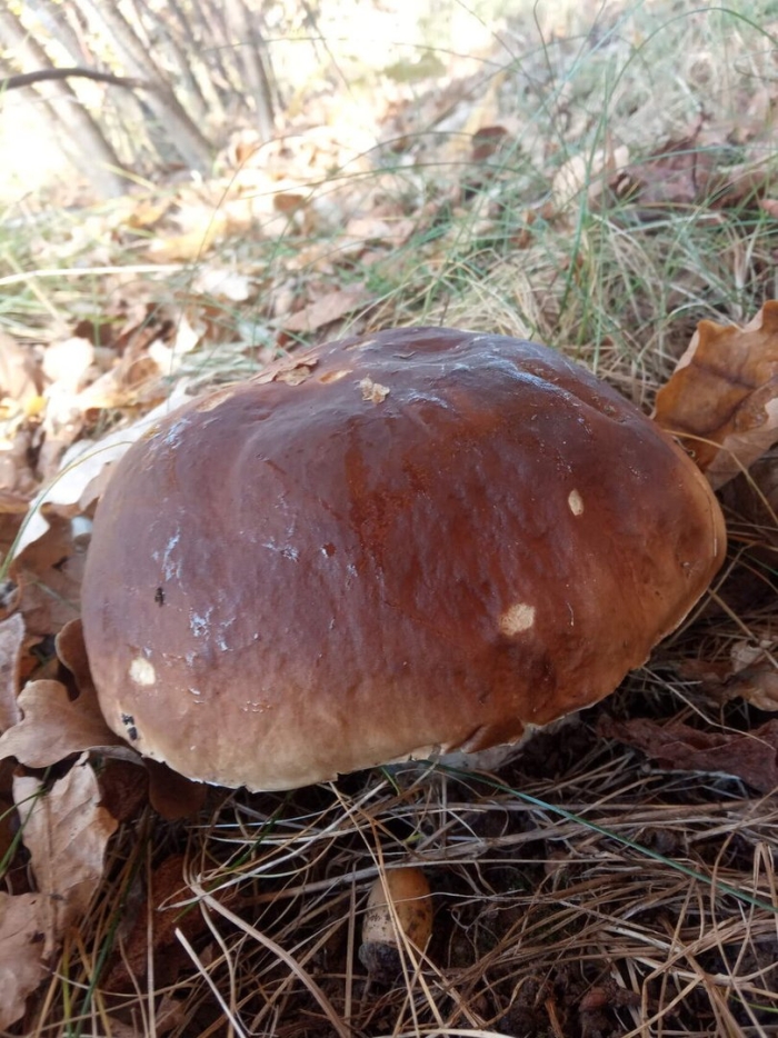 Первые грибы после зимы