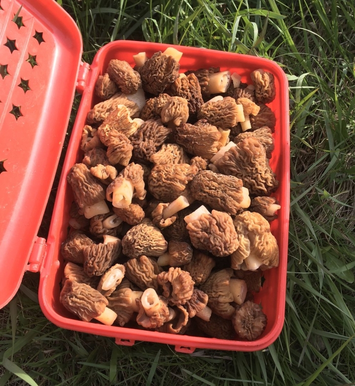 Сморчки грибы в ленинградской области