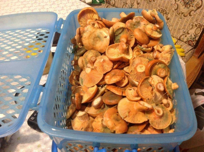 Грибы рыжики соленые