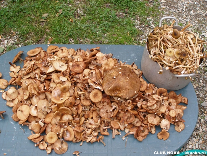 Грибы опята свежие