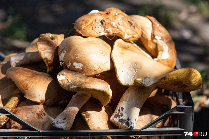 Гриб в лесу