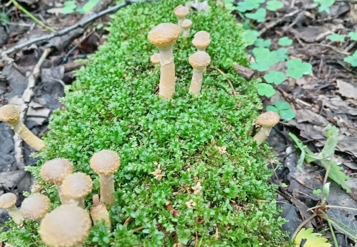 Опята рябыши