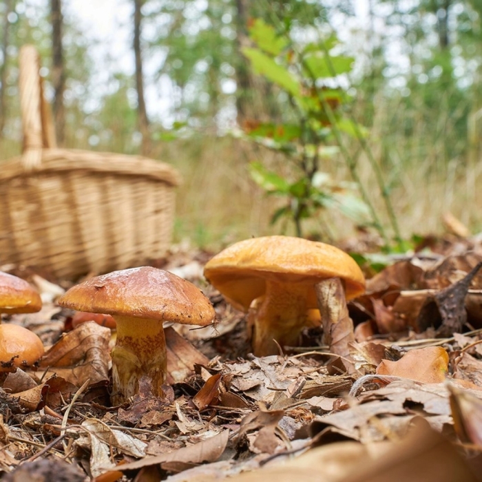 Гриб масленок