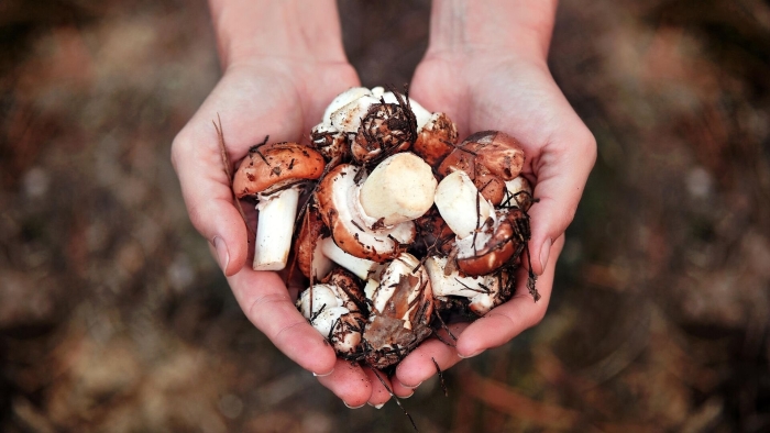 Собираем грибы