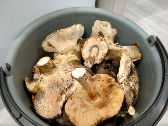 Подгруздок белый