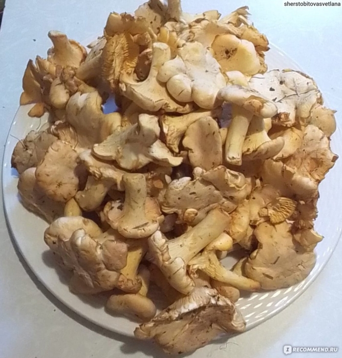 Гриб лисичка