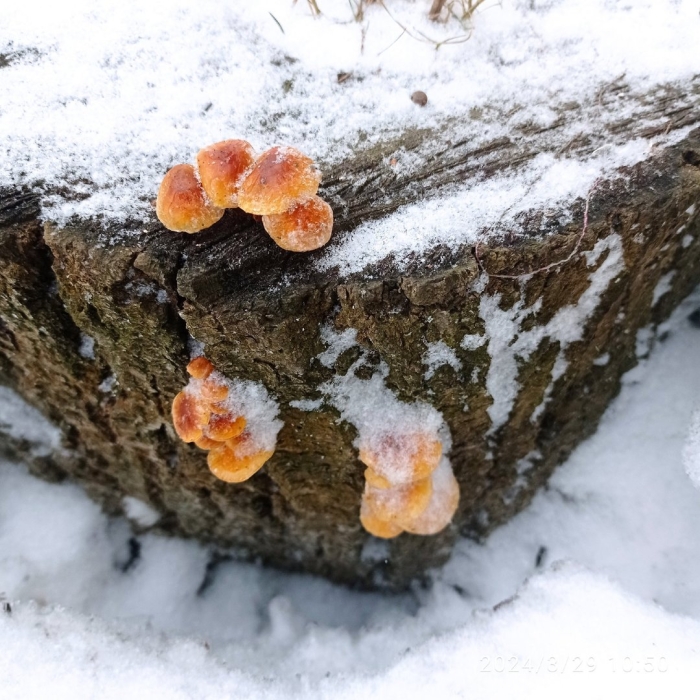 Зимние опята