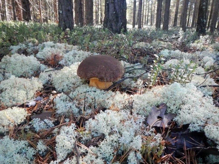 Белые грибы в тавде