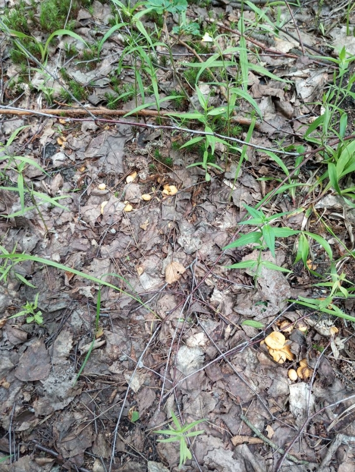 Гриб в лесу