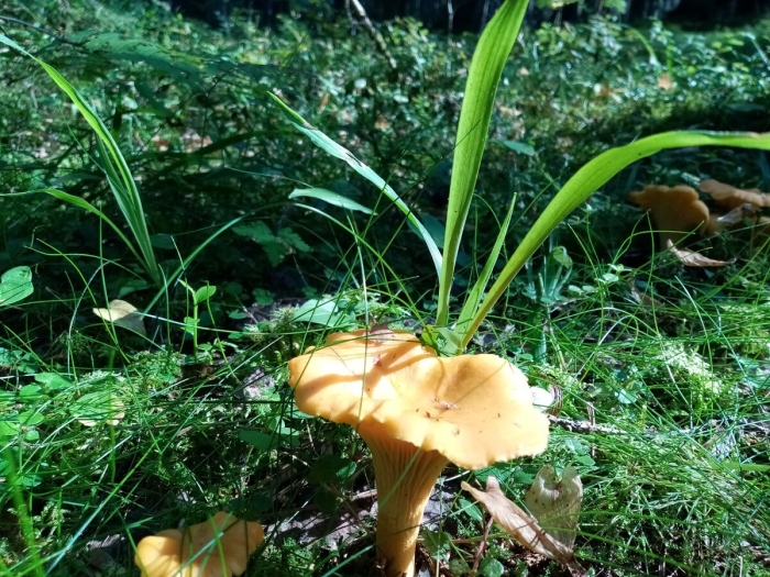 Лисичка обыкновенная гриб