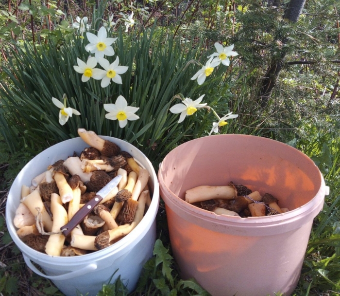 Сморчки гриб