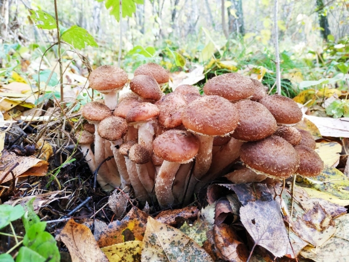 Гриб опёнок осенний