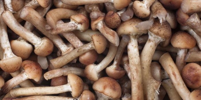 Опенок гриб