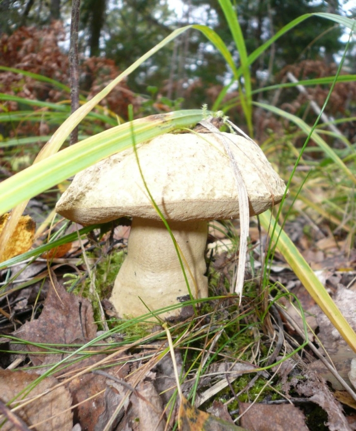 Гриб подберезовик