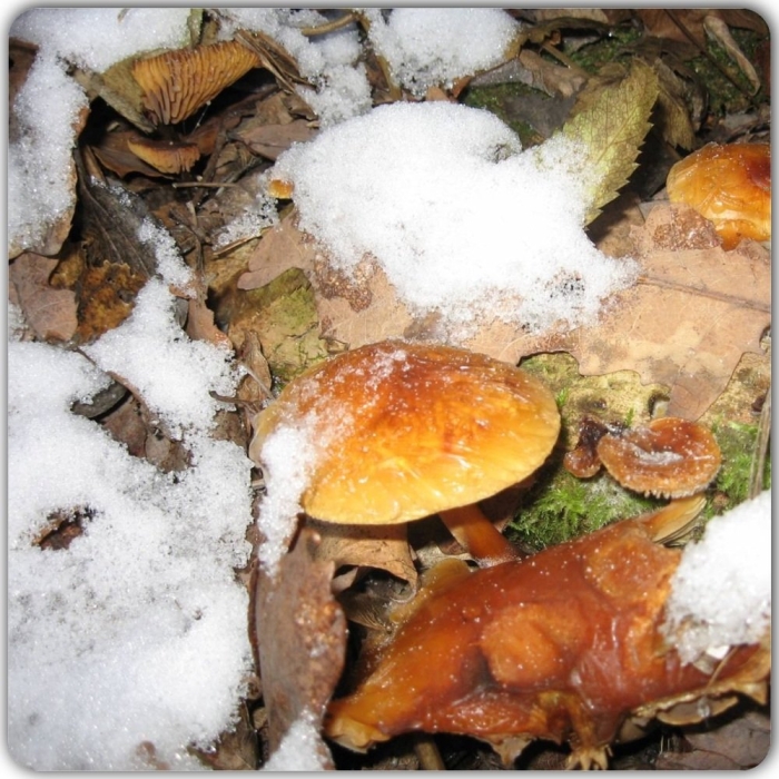 Зимний опенок фламмулина