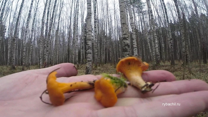 Лисичка гриб ложная