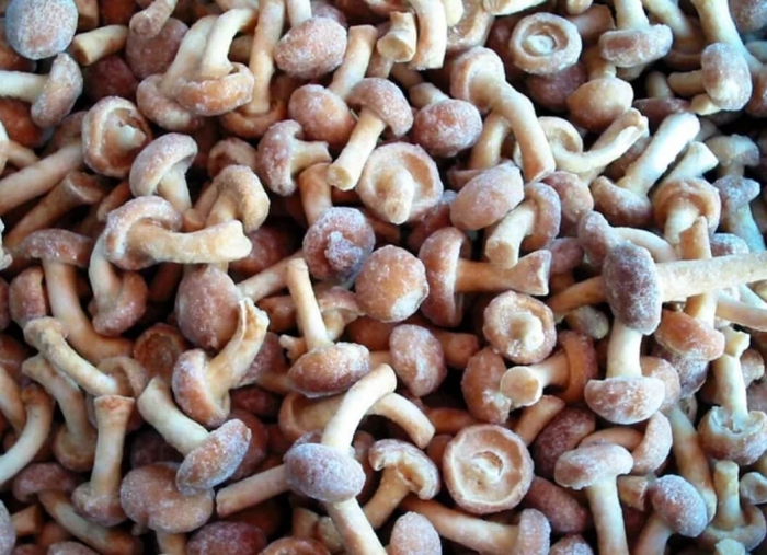 Опята намеко