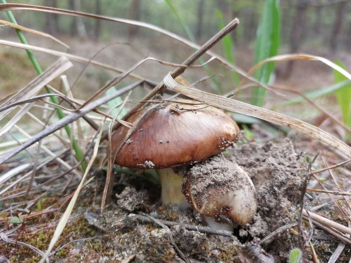 Маслёнок обыкновенный гриб