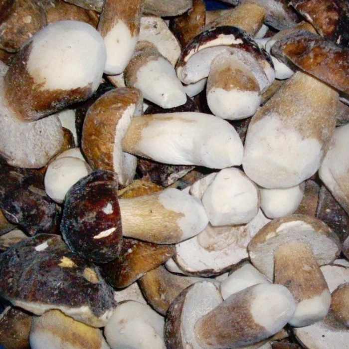 Белые грибы