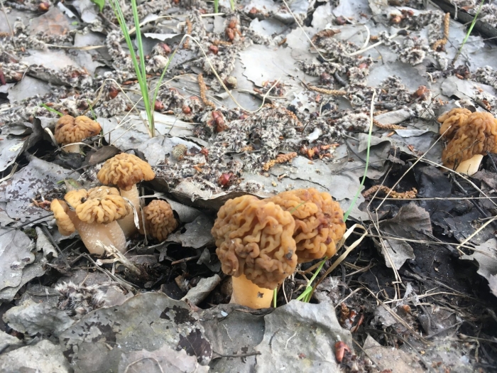 Сморчки и сморчковая шапочка