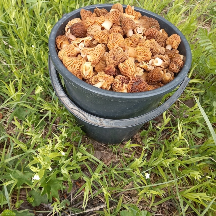 Гриб сморчки