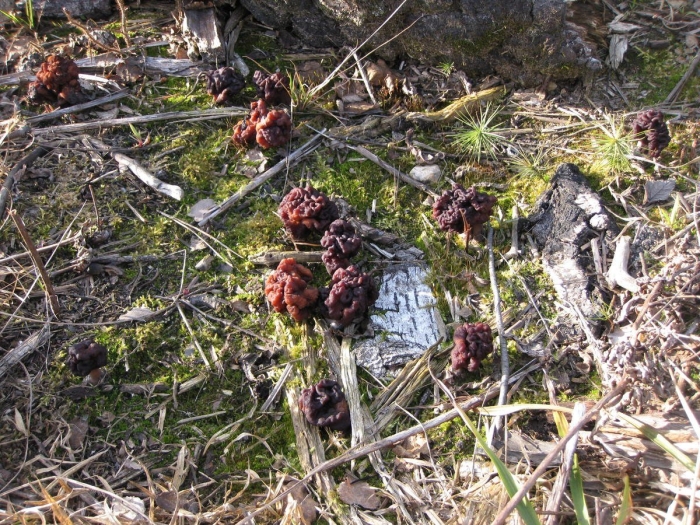 Гриб строчок обыкновенный