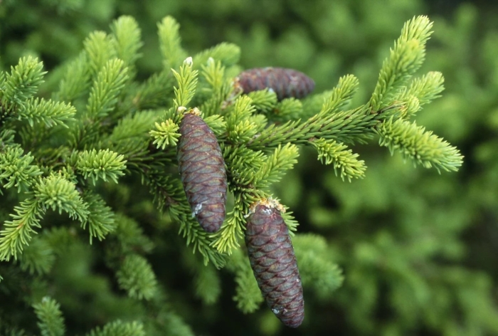 Пихта сибирская abies sibirica