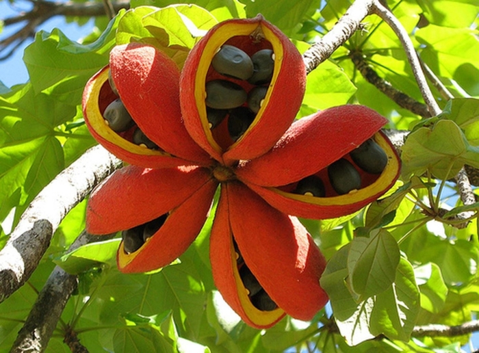 Sterculia foetida
