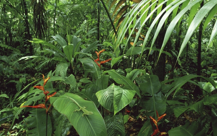 The tropical rainforest