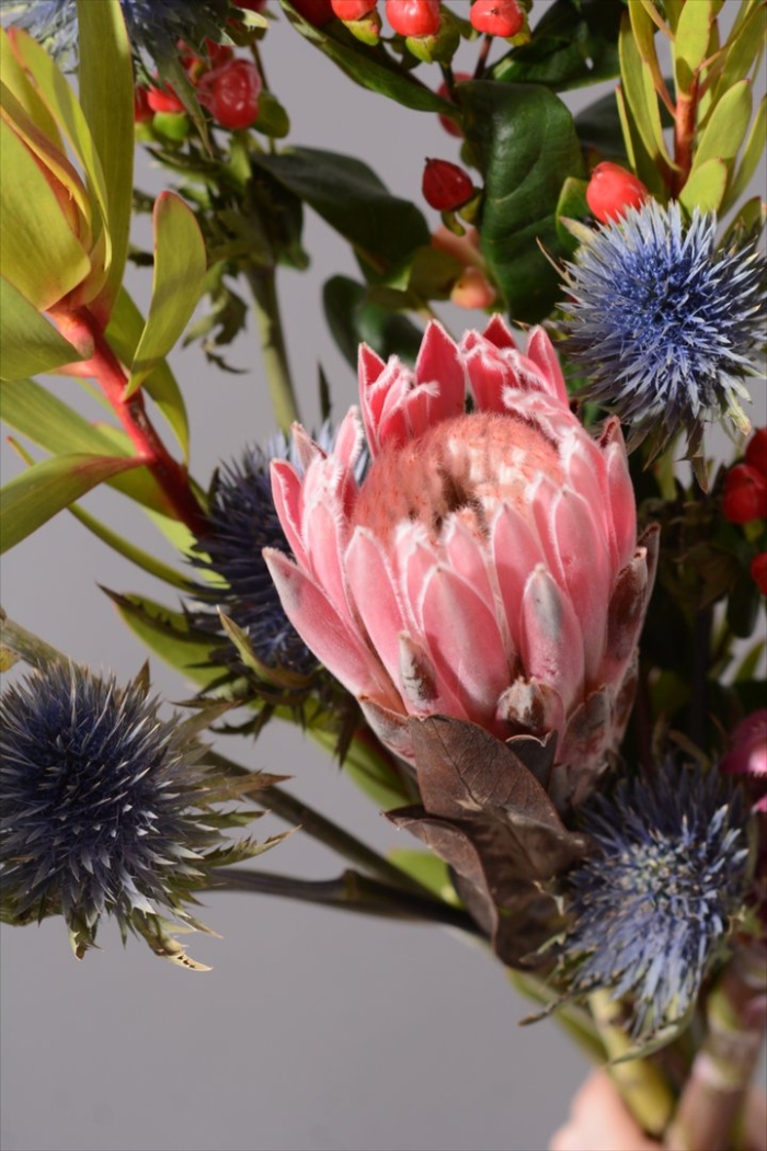 Протея артишоковая сухоцвет