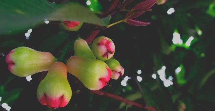 Сизигиум джамбоза